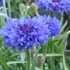 Centaurea cyanus 'Blue Boy'