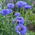 Centaurea cyanus 'Blue Boy'