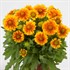 Gaillardia Mesa™ Peach