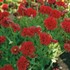 Gaillardia Globe Red