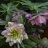 Helleborus 'Mother of the Bride' WEDDING PARTY® Series