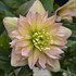Helleborus 'Mother of the Bride' WEDDING PARTY® Series