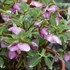 Helleborus 'Paris in Pink' HONEYMOON® Series