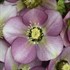 Helleborus 'Paris in Pink' HONEYMOON® Series