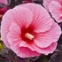 Hibiscus 'Edge of Night' SUMMERIFIC® Collection