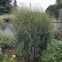 Panicum 'Totem Pole' PRAIRIE WINDS® Collection