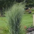 Panicum 'Totem Pole' PRAIRIE WINDS® Collection