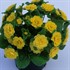 Primula  Belarina® Buttercup Primrose