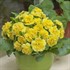 Primula  Belarina® Buttercup Primrose