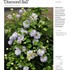 ‘Diamond Ball’  Clematis 