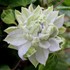 ‘Diamond Ball’  Clematis 