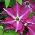 Clematis 'Viva Polonia'