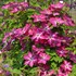 Clematis 'Viva Polonia'