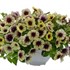 CASCADIAS™ AUTUMN MYSTERY Petunia hybrida