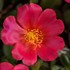 Portulaca 'Pazazz Deep Pink'