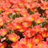 Portulaca Pazazz™ Tangerine