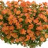 Portulaca Pazazz™ Tangerine