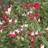 Salvia 'Hot Lips