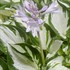 Hosta Amazon