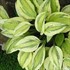 Hosta Captain’s Adventure