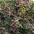 Coleus 'Great Falls Niagara'