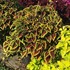 Coleus Main Street 'Alligator Alley
