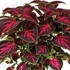 Coleus 'Main Street Orchard Road'