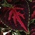 Coleus 'Main Street Orchard Road'