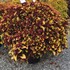 Coleus Stained Glassworks 'Pineapple Express'