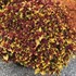 Coleus Stained Glassworks 'Pineapple Express'