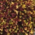 Coleus Stained Glassworks 'Pineapple Express'