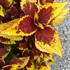Coleus Stained Glassworks 'Pineapple Express'