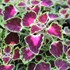 Coleus 'Stained Glassworks Trailing Monarch'