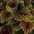 Coleus Main Street Venice Boulevard