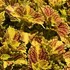 Coleus Main Street Venice Boulevard