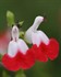 Salvia 'Hot Lips