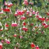 Salvia 'Hot Lips