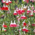 Salvia 'Hot Lips