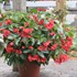 Dragon Wing® Red Angelwing Begonia