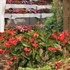 Dragon Wing® Red Angelwing Begonia