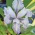 Iris 'Variegata Reginae