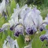 Iris 'Variegata Reginae