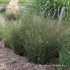 Juncus 'Blue Arrows' Blue Arrows Rush