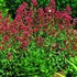 Ruber Jupiter's Beard, Red Valerian