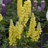 Lupinus MINI GALLERY  Yellow