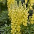 Lupinus MINI GALLERY  Yellow