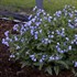 Pulmonaria 'Twinkle Toes' PP30258