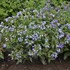 Pulmonaria 'Twinkle Toes' PP30258