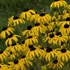 Rudbeckia American Gold Rush