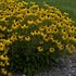 Rudbeckia American Gold Rush